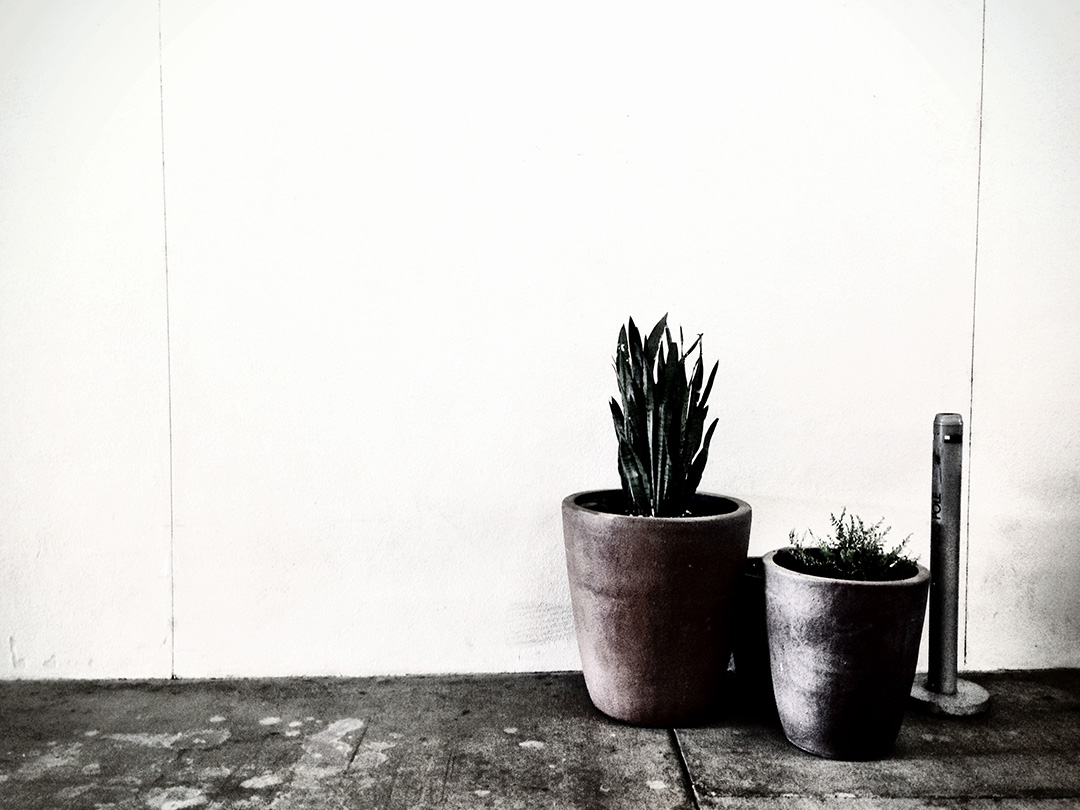 Plants And A Pole