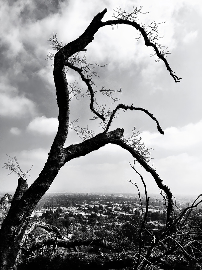 Talons Of Nature