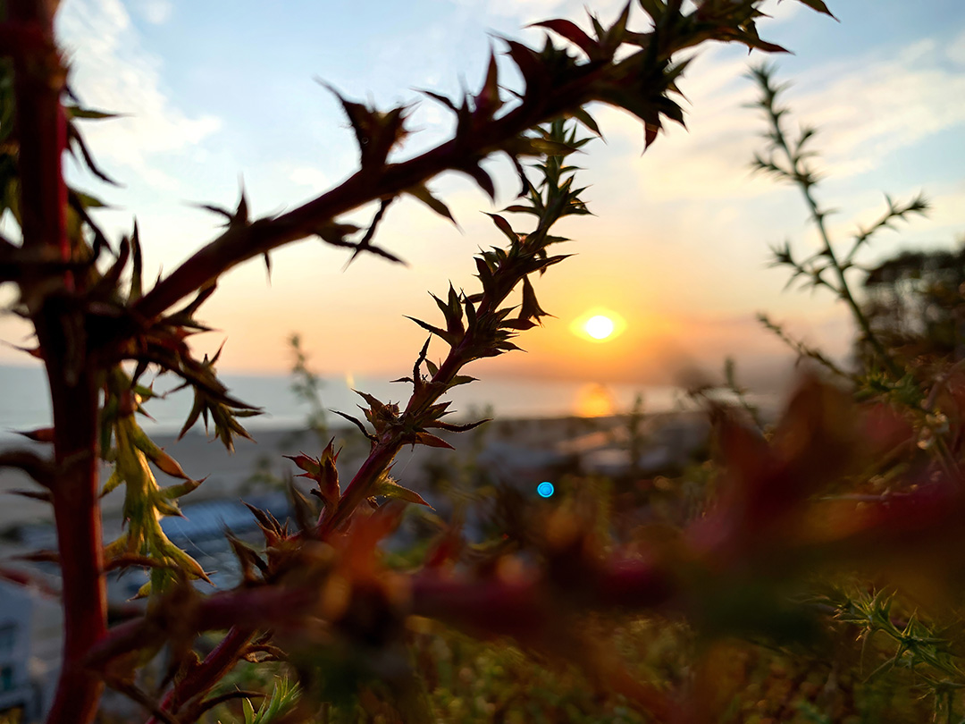 Sun Through Spines