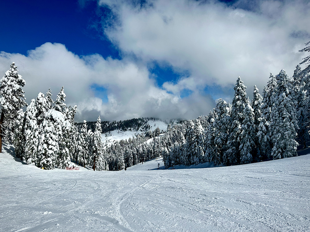 Bluebird Day