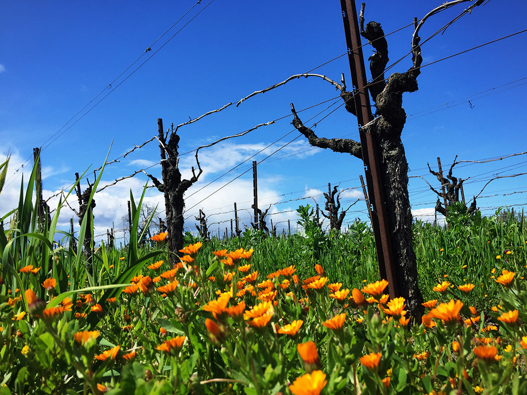 Wine Vines