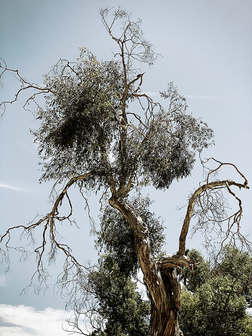 Lightning Tree